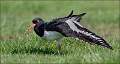No 14 - Oystercatcher Wing Stretch